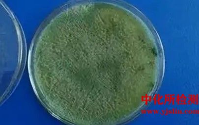 菌種、抗生素敏感性檢測